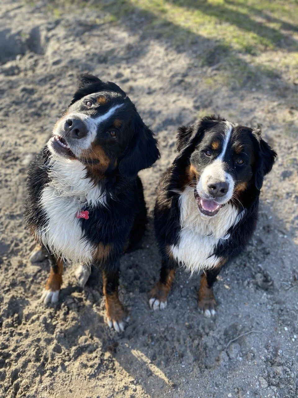 Honden tijdens een wandeling met Viervoeters