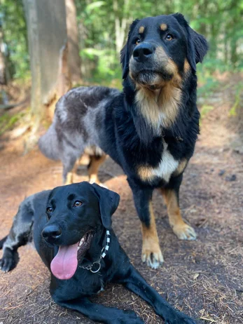Honden tijdens een wandeling met Viervoeters